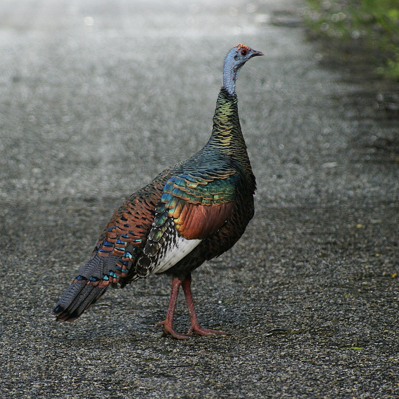 ocellated_turkey